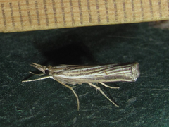 Thaumatopsis bolterellus