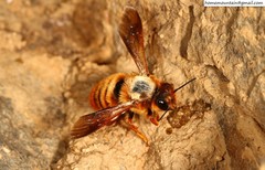 Megachile desertorum