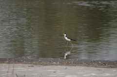 Himantopus mexicanus