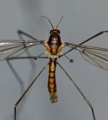 Leptotarsus subtener