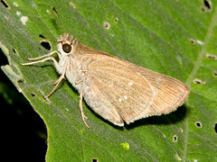Torbenlarsenia gemella