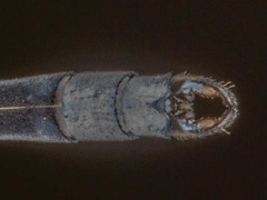Lestes pallidus