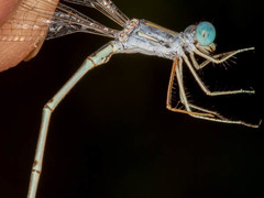 Lestes pallidus