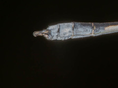 Lestes pallidus