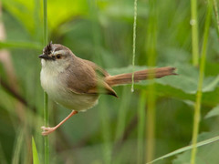 Tawny-Flanked Prinia photo 4