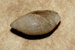 Pupa affinis image