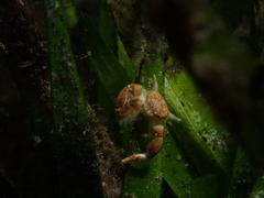 Polyonyx transversus