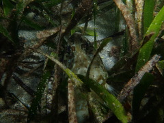 Platycephalus laevigatus