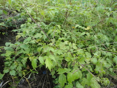 Clematis brevicaudata