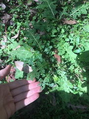 Solanum prinophyllum
