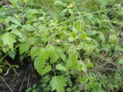 Clematis brevicaudata