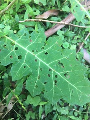 Solanum prinophyllum