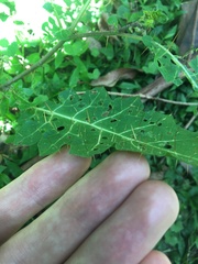 Solanum prinophyllum