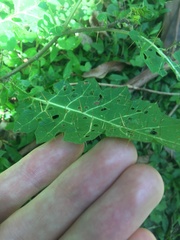 Solanum prinophyllum