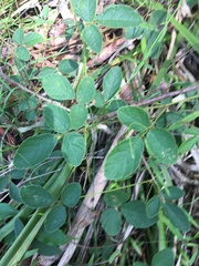 Desmodium rhytidophyllum