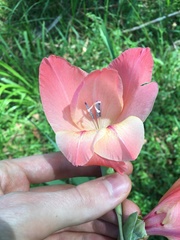 Gladiolus × hortulanus