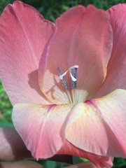 Gladiolus × hortulanus