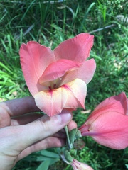 Gladiolus × hortulanus