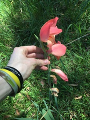 Gladiolus × hortulanus