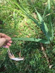 Gladiolus × hortulanus