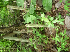 Nyctocereus serpentinus