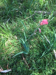 Gladiolus × hortulanus