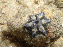 Meridiastra occidens