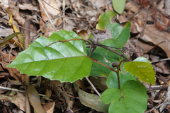 Cissus antarctica