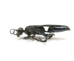 Sphex fumipennis