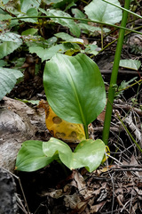 Proiphys cunninghamii