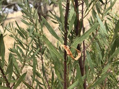 Acacia dodonaeifolia