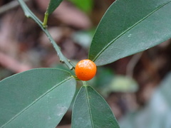 Citrus japonica