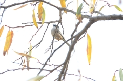 Psaltriparus minimus