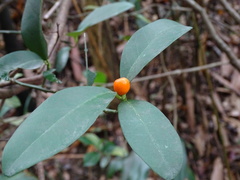 Citrus japonica