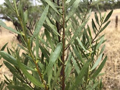 Acacia dodonaeifolia