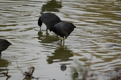 Fulica americana