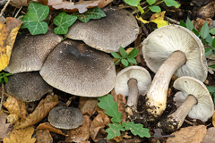 Tricholoma squarrulosum