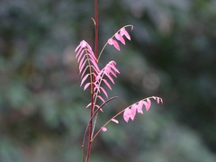 Rourea microphylla