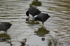 Fulica americana