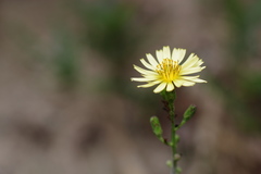 Lactuca indica
