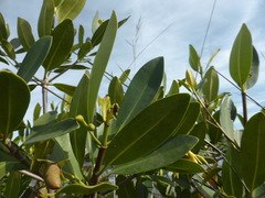 Rhizophora mangle image