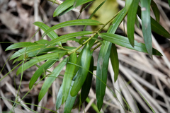 Podocarpus elatus