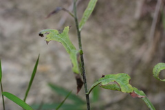 Lactuca indica