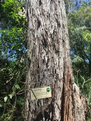 Eucalyptus oblonga
