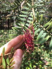 Grevillea caleyi