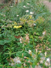 Oreixenica kershawi