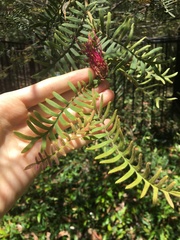 Grevillea caleyi