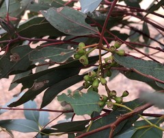 Eucalyptus microcarpa