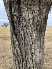 Eucalyptus microcarpa