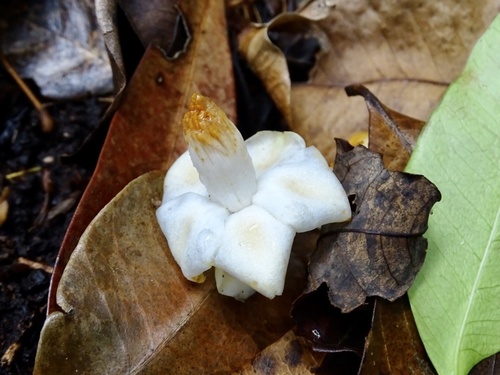 Camellia caudata (Camellia caudata)